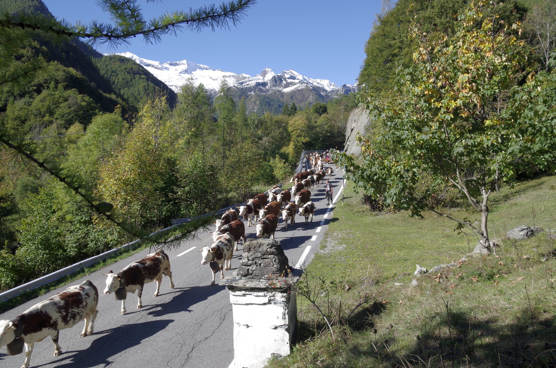 Trailer Custodi delle Terre Alte